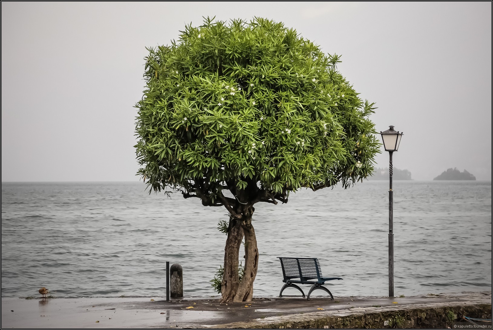 Ascona